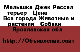Малышка Джек Рассел терьер › Цена ­ 40 000 - Все города Животные и растения » Собаки   . Ярославская обл.